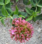 Valeriana